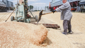 Россия стала единственной страной с высоким урожаем зерна